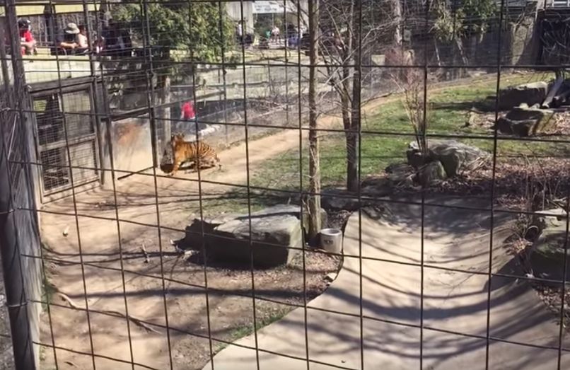 tiger, kapa