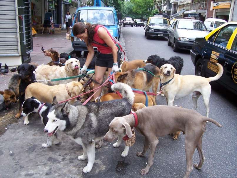 dog walker 2