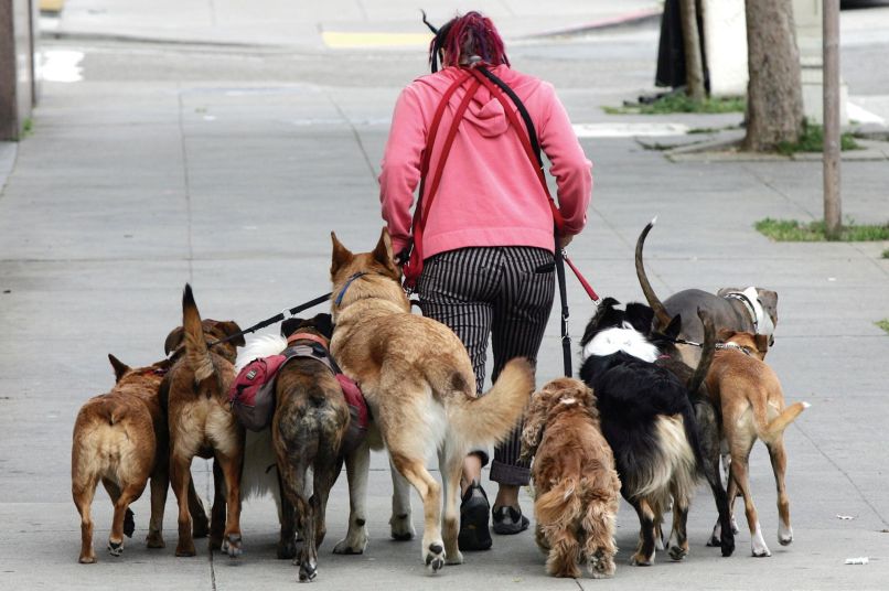 dog_walker