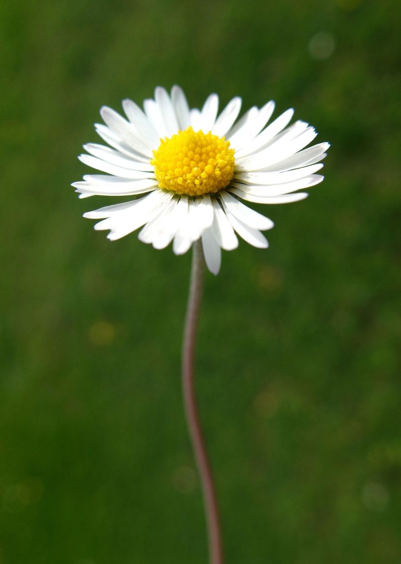 tzrava 2