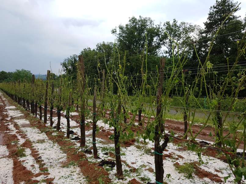 Toča je opustošila vinograde