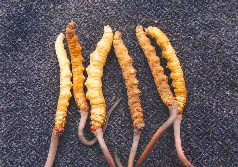himalajska viagra