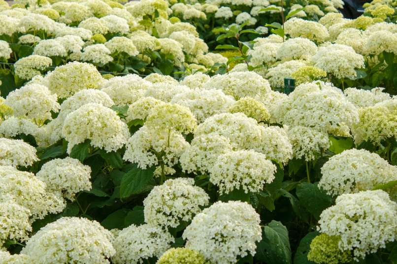 hortenzija 4