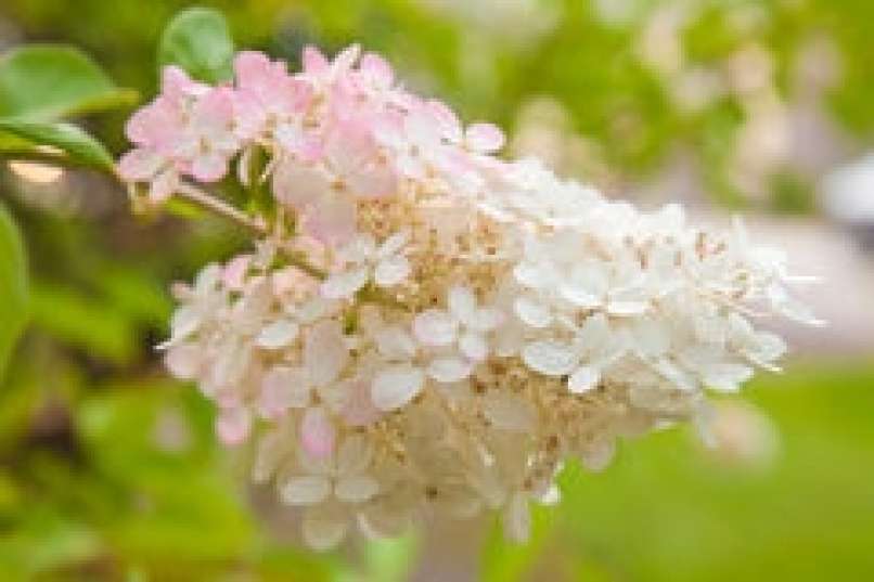 hydrangea-paniculata-flowering-pink-white-33017987