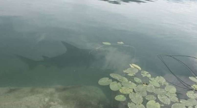 jezero, morski pes, fotomontaža