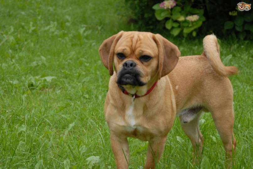 puggle