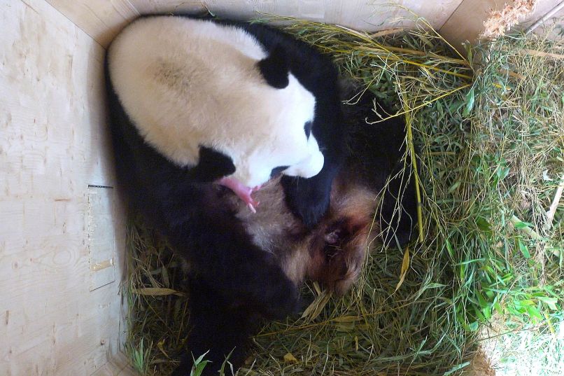 Panda