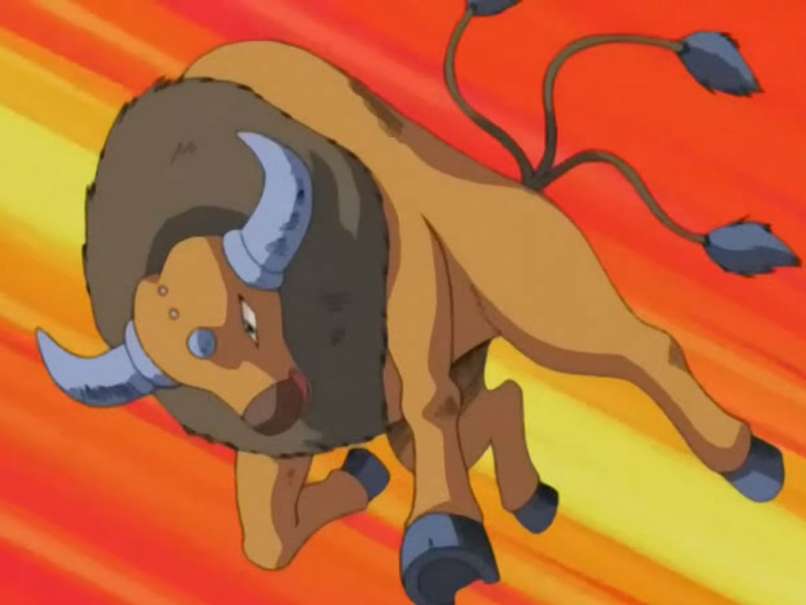 fotka 4 tauros