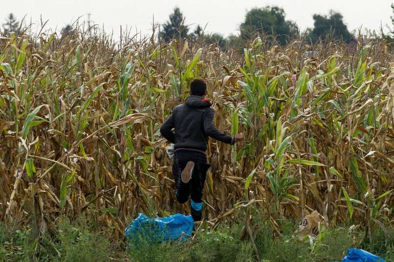 koruza, koruzno polje, migranti