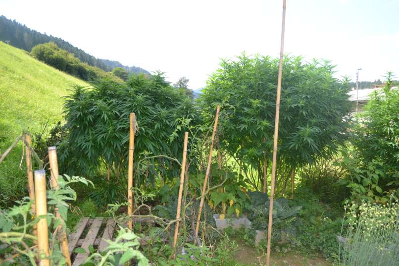 konoplja