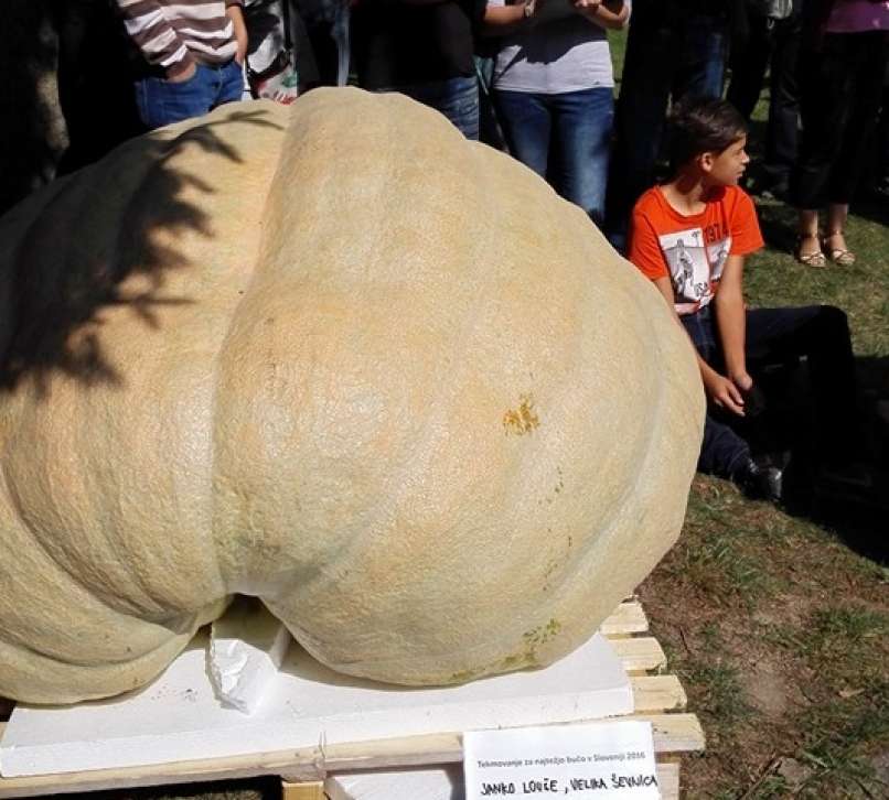 Buča rekorderka