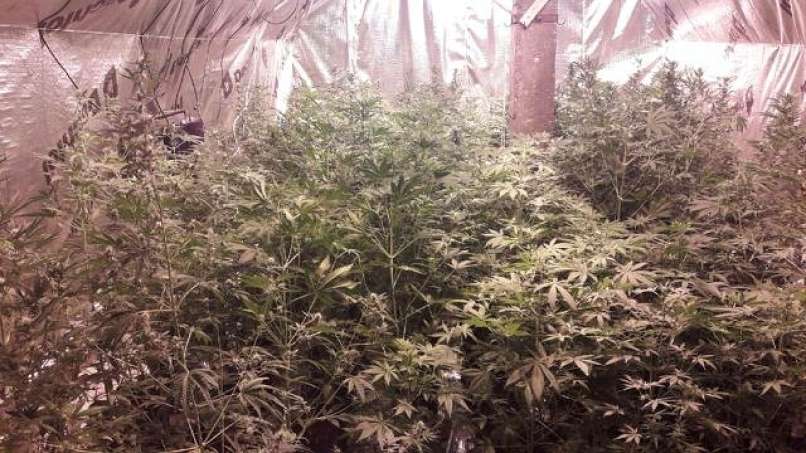 sadike, marihuana1