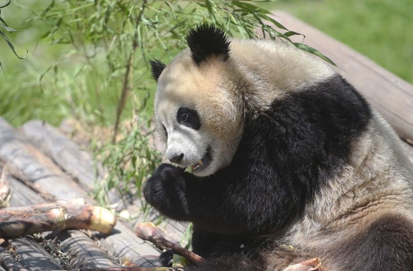 panda