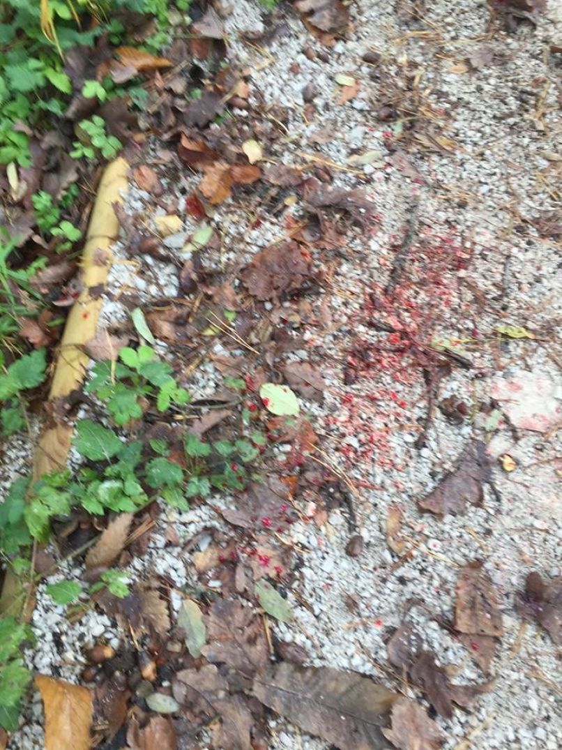 Najprej zbil pešca, nato na gobec tekača-5