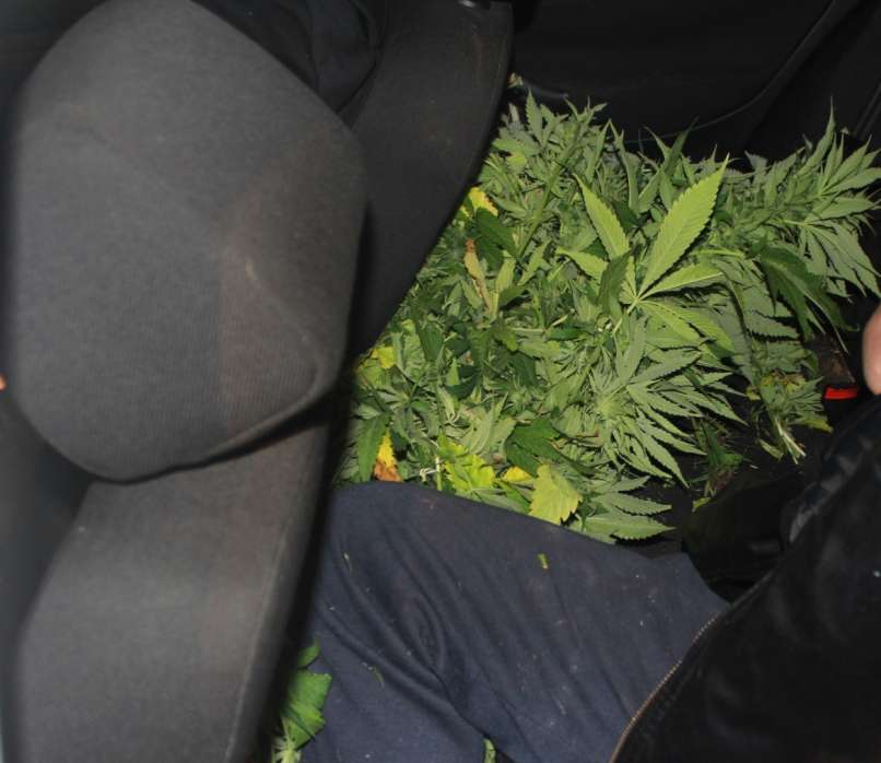 trava, marihuana