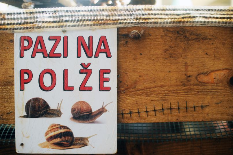 polzi5