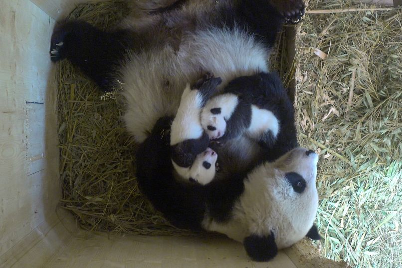 panda mladiči Dunaj živalski vrt