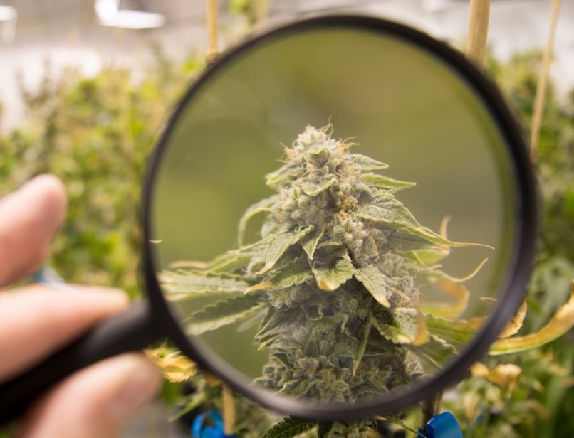 marihuana