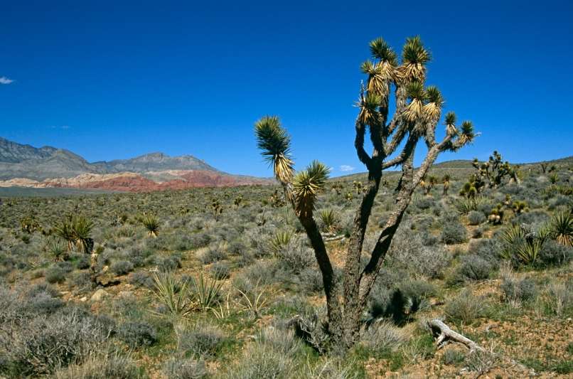 Joshua Tree Park, Kalifornija