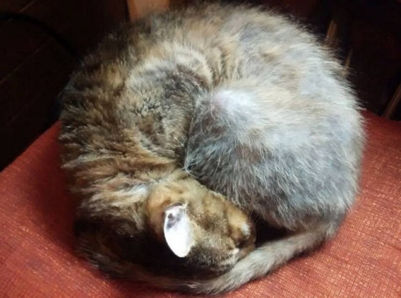 felix