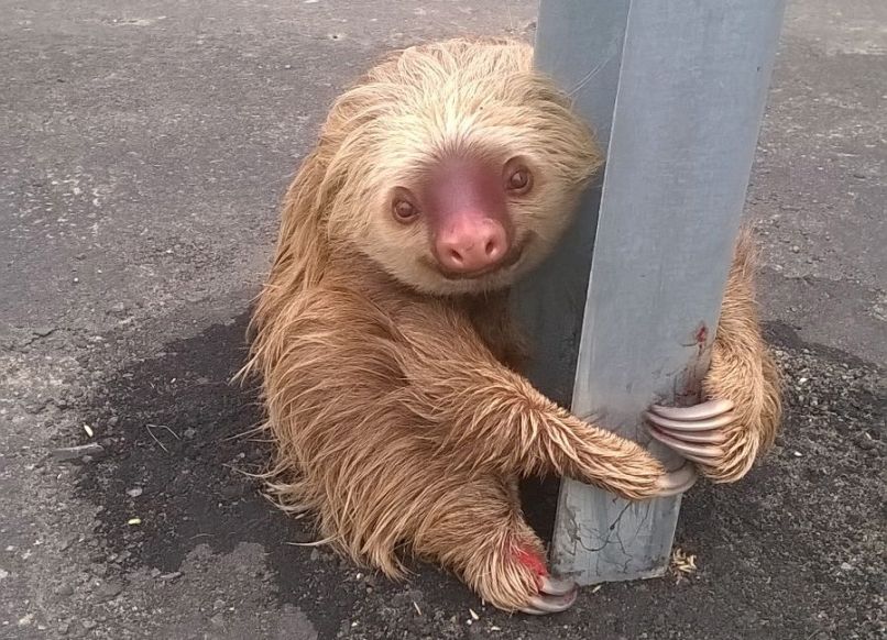 sloth
