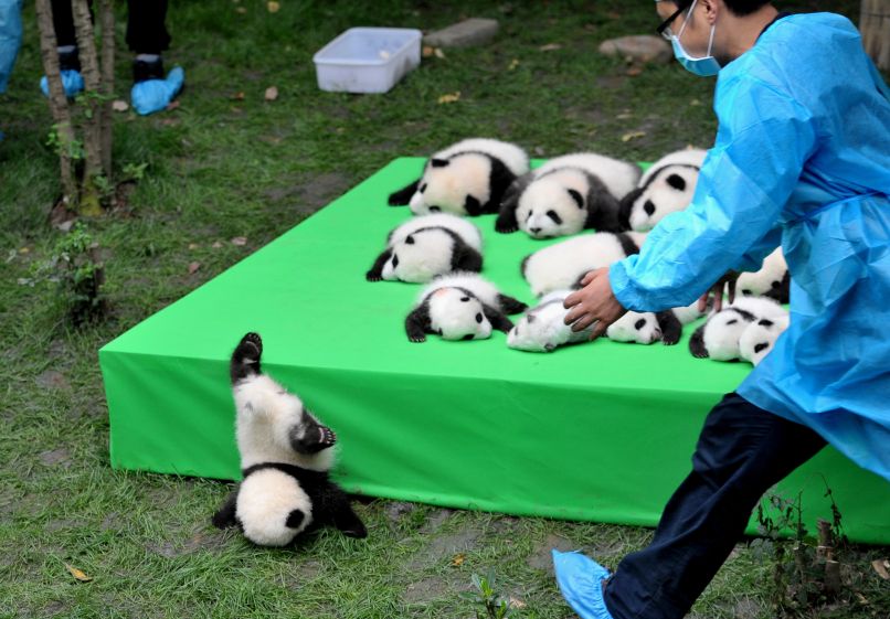 Padajoča panda