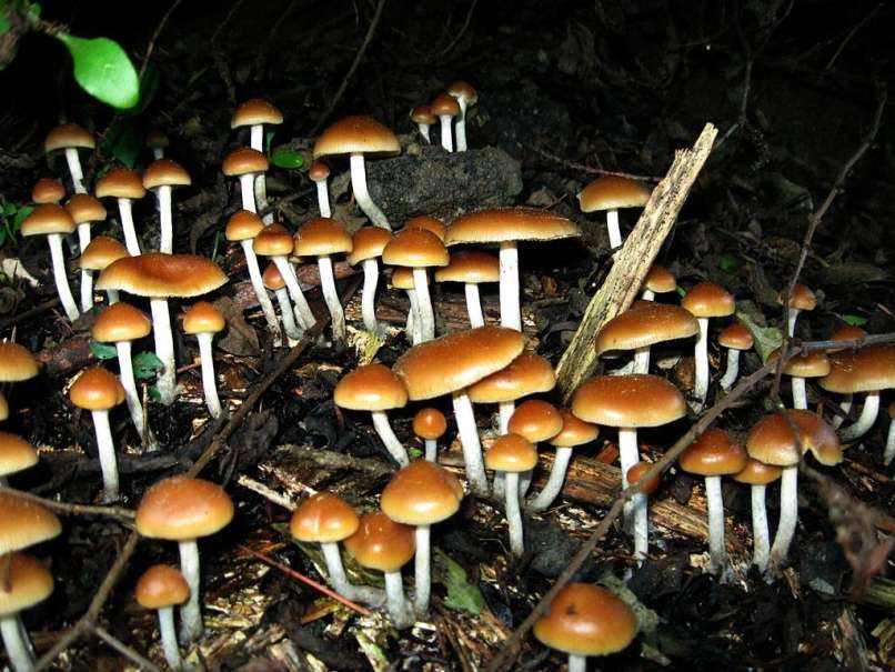 Psilocybe, psilocibinske gobe, gobice