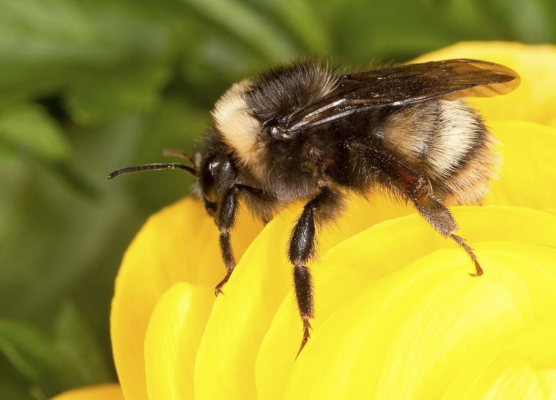 čmrlj, Bombus occidentalis