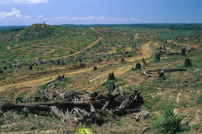 Palmovo olje, plantaža