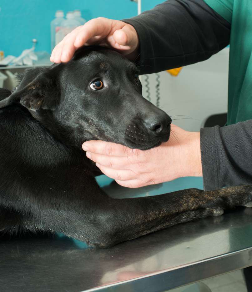 Če pes zaužije steklo, je lahko to zanj usodno