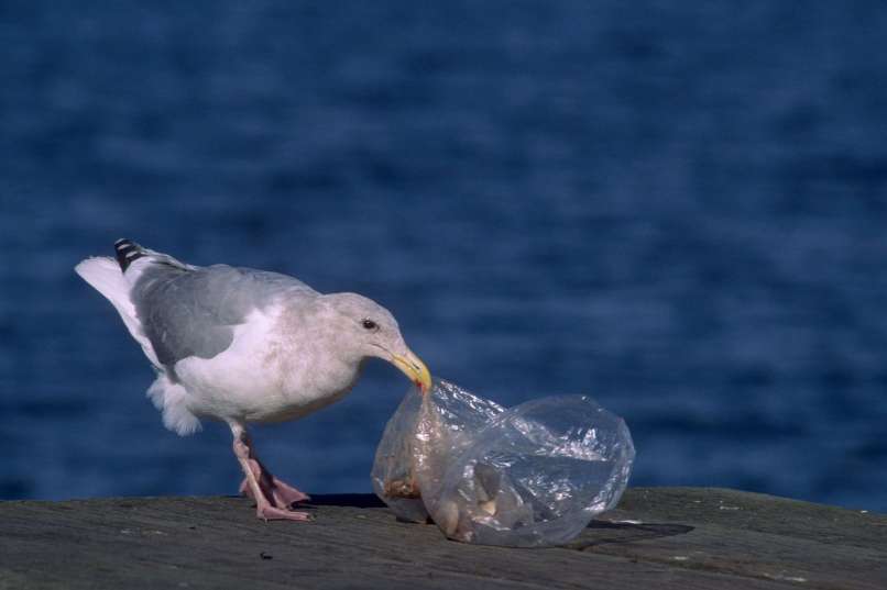 galeb in plastična vrečka