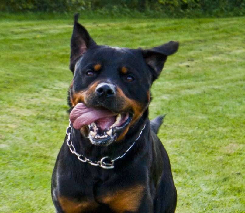 rotvajler rottweiler