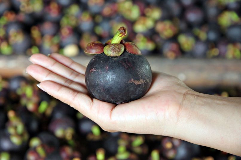 garcinia