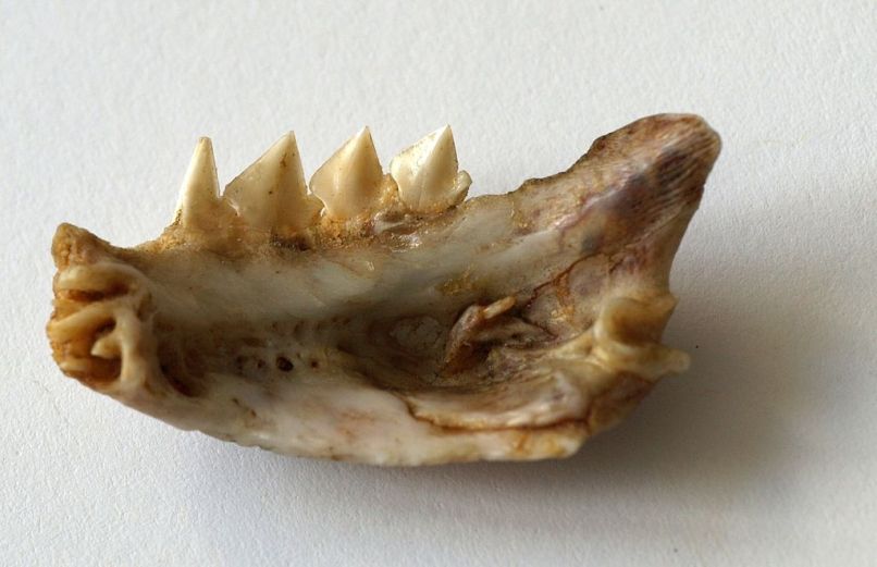 piranha celjust zobje