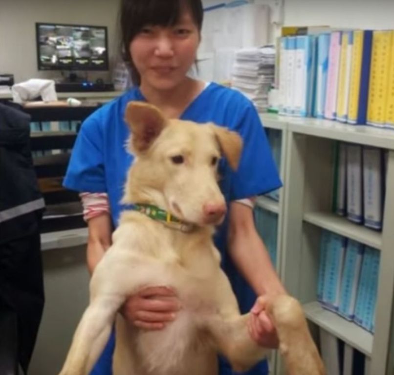 veterinarka tajvan