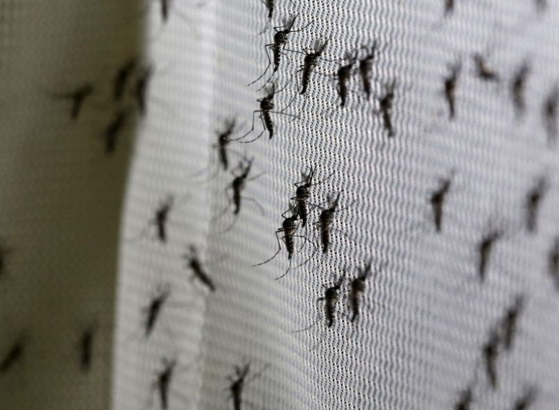 Aedes aegypti komarji