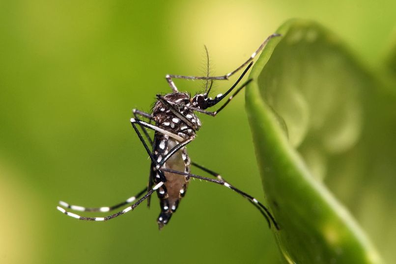 komar Aedes aegypti