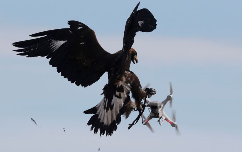 orel dron