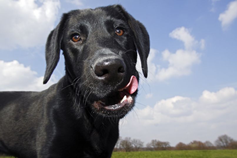 pes doggo
