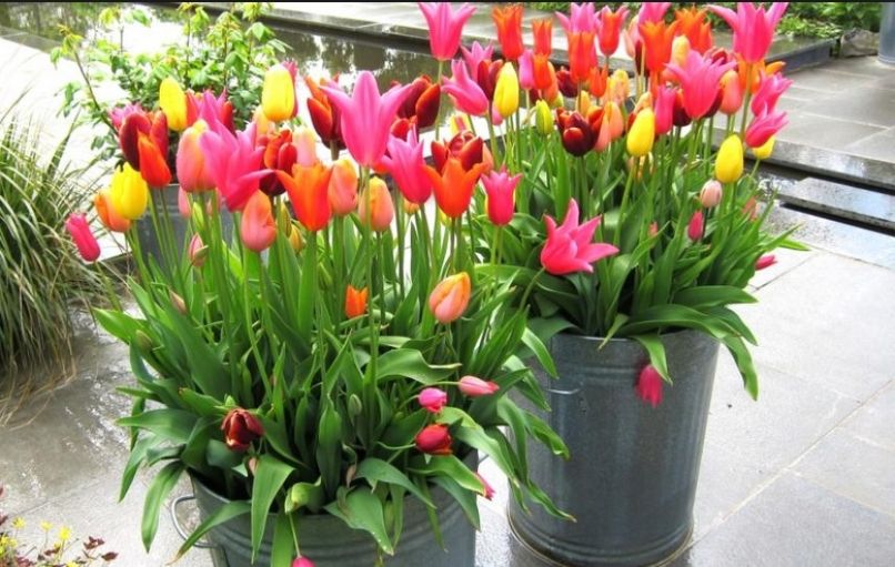 tulipani 