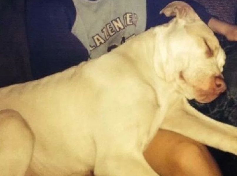 pitbul, buddy