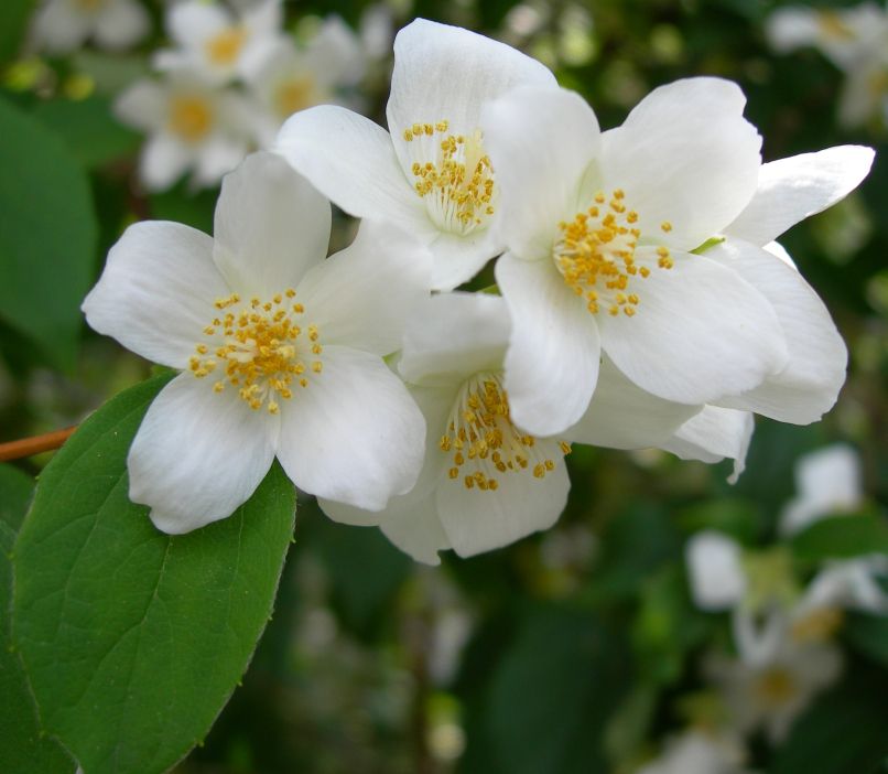 jasmin