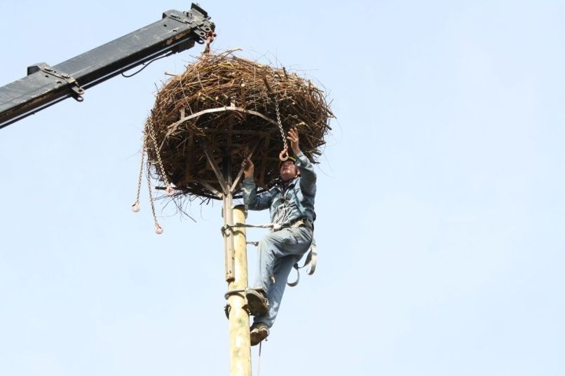 Postavljanje gnezda za štorklje