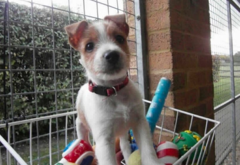 olly, jack russell terier, pes