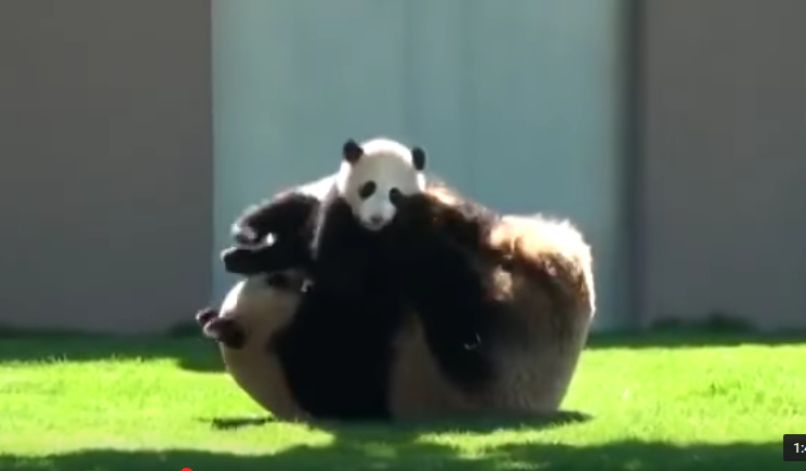 panda