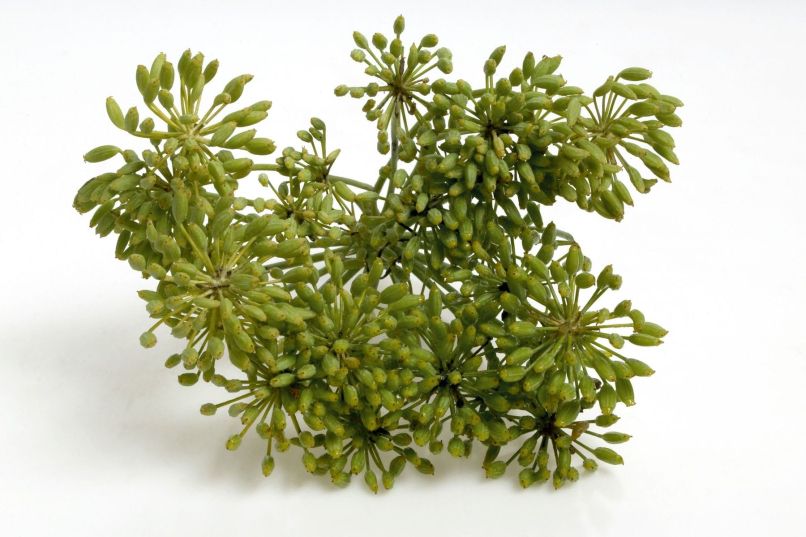 uvodna
