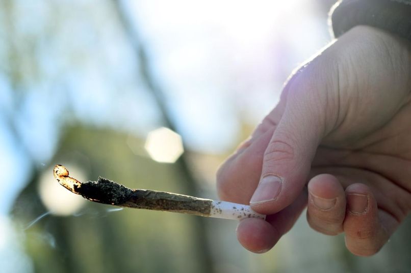 marihuana marš, konoplja