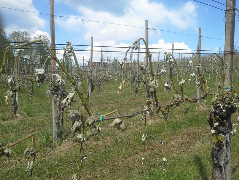 Ponekod so vinogradniki včeraj uzrli ta žalosten prizor