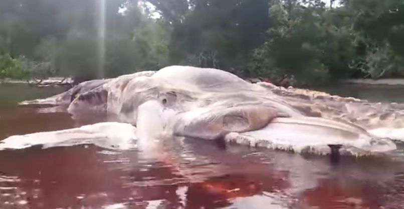 Seram, morska pošast, naplavina