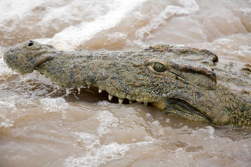 Krokodil